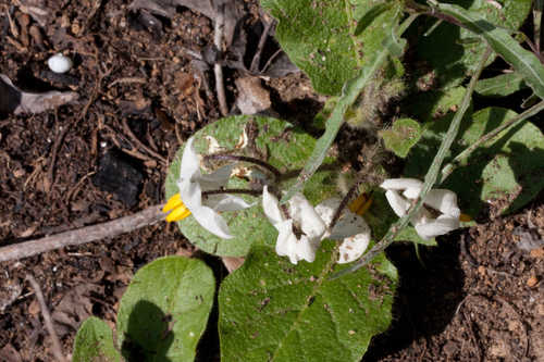 Solanum pumilum #14